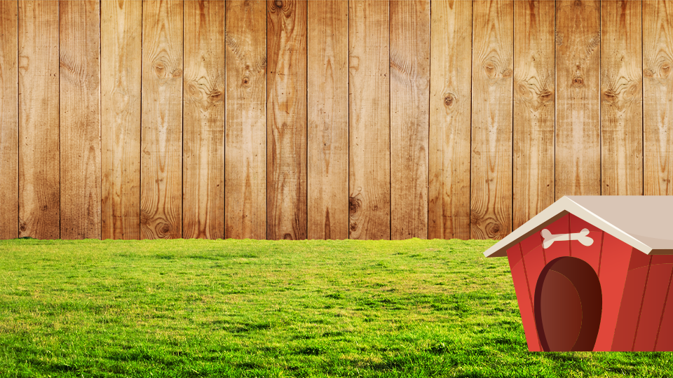 This photos shows a backyard with grass and a wooden fence. In the right bottom corner of the photo there is a red dog house.